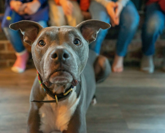 Minuta de Contrato de Compra e Venda de Animais de Companhia